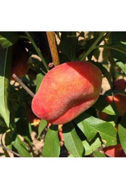 Дозрілий інжирний персик Пінк Рінг на дереві